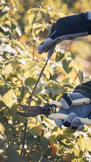 David Austin Roses on Instagram: "Pruning Shrub Roses: A Simple Guide Pruning is one of the simplest ways to support a shrub rose. It encourages strong new growth, maintains balance, and helps flowers open fully and evenly across the plant. Newly planted roses benefit from a light prune to remove any weak or unhealthy stems, while established shrubs can be shaped to control height, improve structure, and maximise flowering. Tidy up foliage and clear debris to reduce disease and support overall p