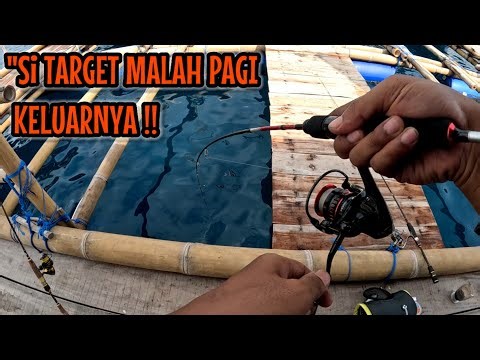 MASIH DI RUMAH APUNG ‼️ DI TUNGGU SEMALEMAN MALAH PAGI NONGOLNYA 