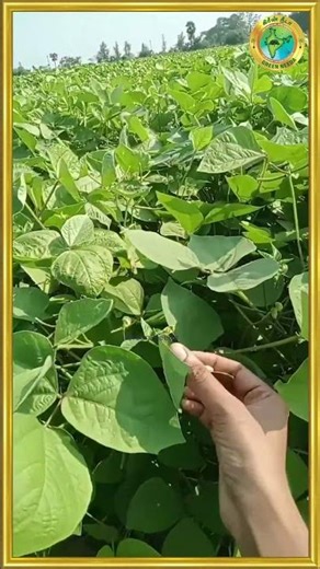 கேன்சரை எதிர்க்க உதவும் பாசிப்பருப்பு...Green Needa | கிரீன் நீடா