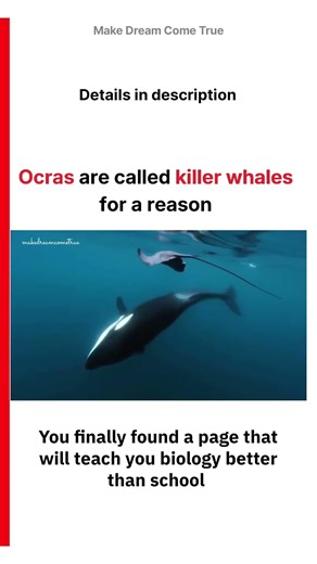 🐬Orcas are called ☠️ killer whales for a reason 🌊 | MDCT