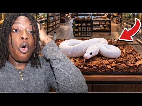 I FOUND A LEUCISTIC BALL PYTHON AT A FLEA MARKET!