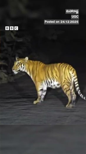 కూనలు రోడ్డు దాటడానికి... వాహనాలను ఆపేసిన తల్లి పులి..