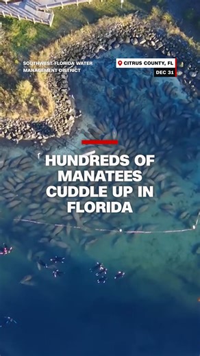 When a recent cold snap dropped water temperatures around Florida, hundreds of manatees sought the refuge of warmer water in one of the state's springs. It's an adaptation that keeps the so-called gentle giants alive each during the winter. | CNN International
