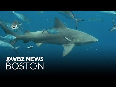 Alabama implements real-time shark alert system