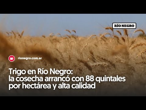 Trigo en Río Negro: la cosecha arrancó con 88 quintales por hectárea y alta calidad