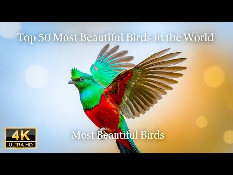 🍀🕊️ Top 100 Strangest & Most Beautiful Singing Birds in the World - Nature 4K ASMR