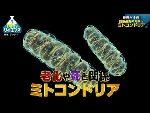 世界が注目！ミトコンドリア×老化現象最前線 柳茂（学習院大学 理学部生命科学科 教授）【いまからサイエンス】