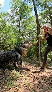 Huge gator feeding!🐊