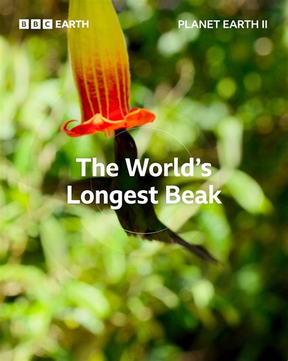 The world's longest beak!* *in relation to overall body length... | BBC Earth
