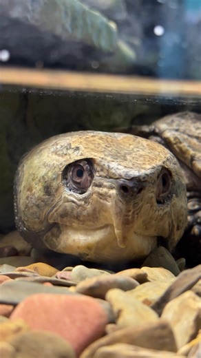 Big-Headed Turtles: Nature's Unique Aquatic Creatures