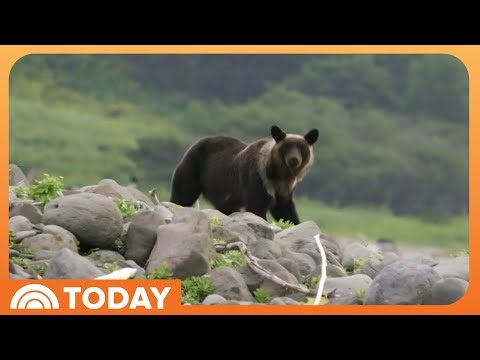 How Japan is Fighting Back Against a Surge of Bear Attacks