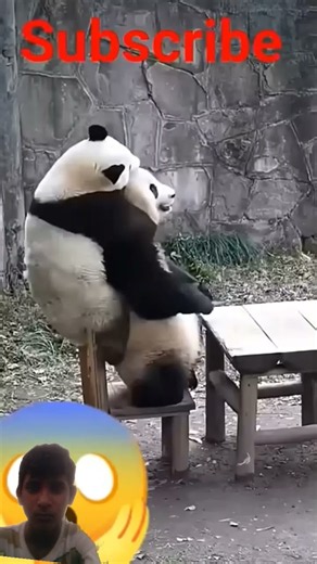 Pandas are adorable, but have you ever wondered why they keep falling and stumbling so often? In 🤣