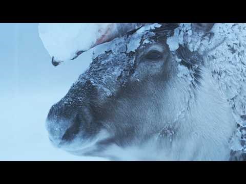 Scotland’s Frozen Frontier: A Winter of Survival in the Highlands (4K Documentary)