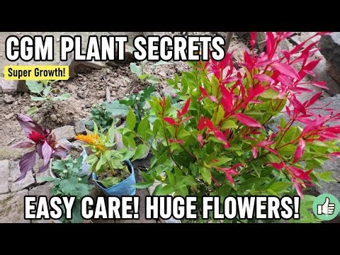 गार्डन की शान: Syzygium Plant की देखभाल कैसे करें? 🌿✨ ||Unique Plant Gardening Video || #gardening