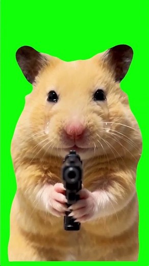 Hamster pointing a gun emotionally Green Screen