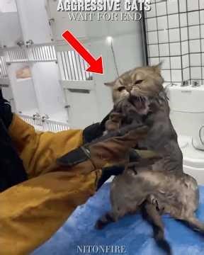 Aggressive 😱Cats Vs Loyal Cat ❤️|#shorts #catlovers #petlovers #cute #emotional #cats #catlovers