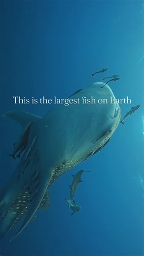 Paul Neumann | Shark & Ocean Wildlife Photographer on Instagram: "Whale sharks are the largest fish on Earth. They can grow over 12 meters long and live up to 70 years. They feed by filtering plankton and small fish. They have no interest in hunting humans. They swim slowly, migrate thousands of kilometers, and are listed as Endangered due to boat strikes, fishing gear, and habitat loss."