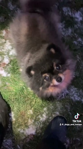 Tinker & Tommy GSD & Lurcher.@DogtrainersUK