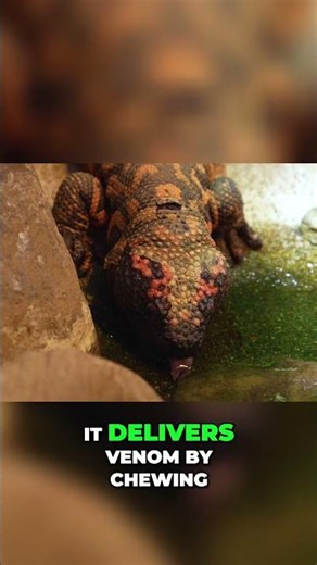 Gila Monster: Venomous Desert Lizard's Painful Bite EXPLAINED! #shorts