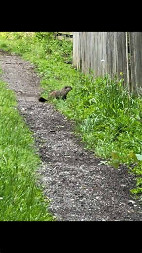 Ohio Seen A Groundhog