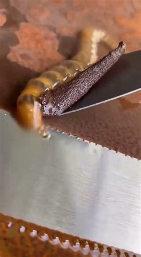 Rust Dissolves Instantly! 🤯 Satisfying Chemical Clean