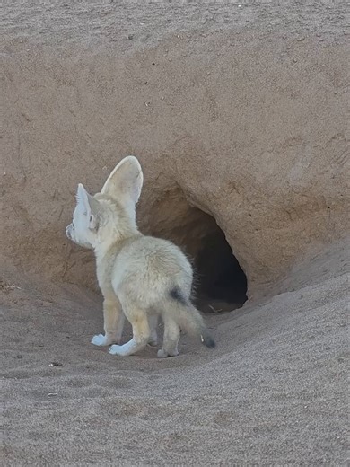 Look at these tiny desert wonders… young fennec foxes already learning how to navigate one of the world’s toughest environments 🦊🏜️