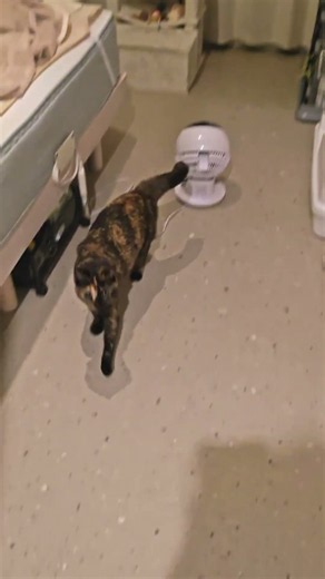 黄色いボールに大興奮！ / Obsessed with the Yellow Ball! #サビ猫 #cat #猫のいる暮らし #tortiecat
