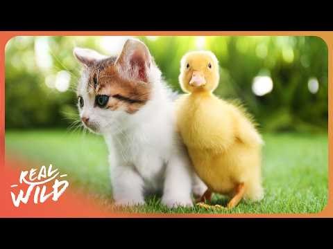 Inside the World’s Most Unusual Animal Relationships | The World's Oddest Animal Couples
