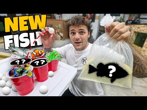 Throw Ball into *MYSTERY* Cup & BUY WHATEVER FISH it Lands On!!