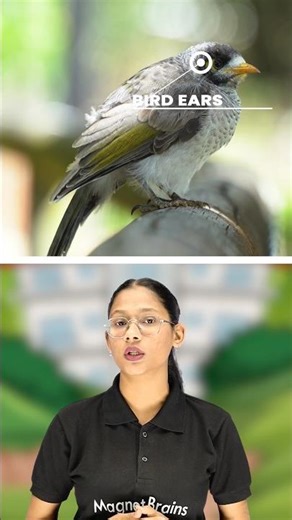 Why Do Animals Have Different Ears? 🐘🐰 | Magnet Brains