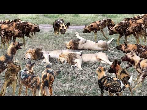 BIG BATTLE: King Lion vs Wild Dogs | Most Amazing Wild Animal Attacks | Leopard Boar Anaconda Snake
