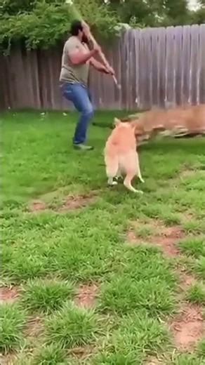 This Man is a HERO! Fights off a Jaguar to Save His Best Friend! 🤯