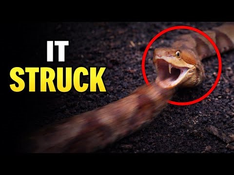 It Struck Before I Could React…