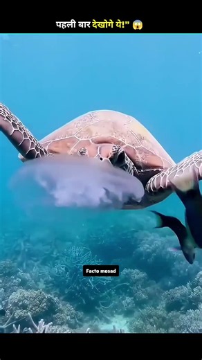 How Do Turtles Eat Jellyfish? 😱🐢🪼