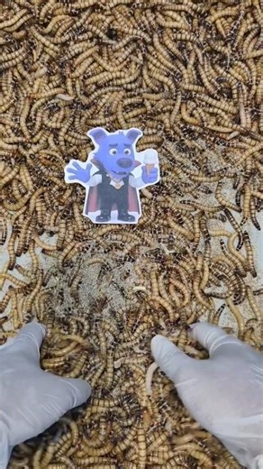 Part 240 : Babybus vs Mealworm | Experimental Battle! #experiment #mealworm #shorts