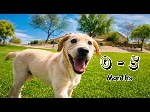 The Best Labrador Puppy Moments: 0–5 Months Compilation