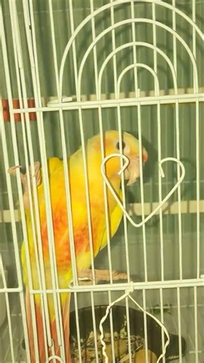 Midnight Sun Conure Escape Mission… Captured by the Owner