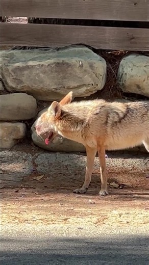 Sickly Studio City coyote captured for treatment