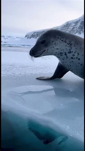 SEAL Smashes Ice to SAVE Trapped Penguin
