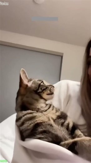 Alien Cat tries to act like a human - Cat Compilation 😻 So Lovely!