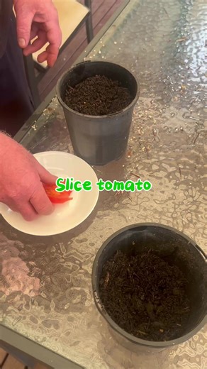 Grow Tomatoes from Seed in Your Home Garden
