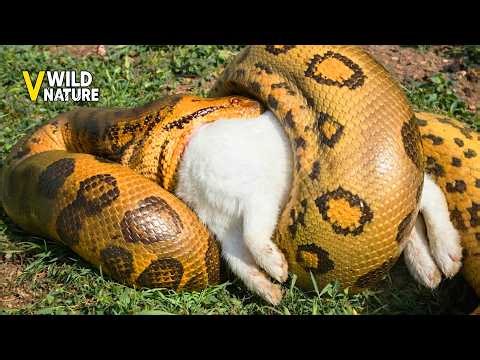 10 Shocking Moments of Python Attacking and Swallowing Prey | Animal Fights