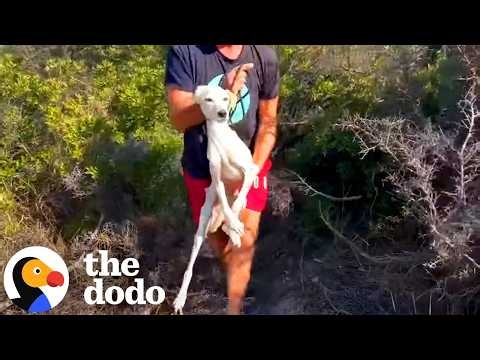 Starving Skeleton Dog Still Ran To Every Person She Met | The Dodo