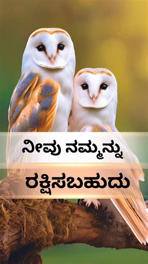 Parimala Jaggesh on Instagram: "This is from PFA Wildlife Hospital 👇 We received a call about a Barn Owl entangled in a coconut tree, struggling to break free. This is the harsh reality of nylon manja. It does not dissolve, it does not snap easily, and it remains in trees for years, turning them into silent traps for urban wildlife. Thanks to the swift response of our rescue team, the owl was safely rescued and is now under care at the PfA Wildlife Hospital. Nylon manja causes severe injuries a