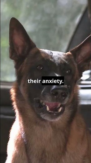 How to Stop Your Dog from Barking at Every Little Noise