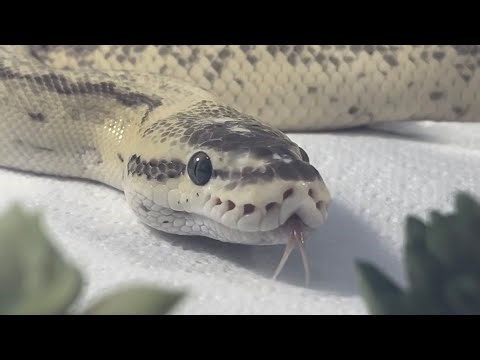 ZELDA | Pastel Pinstripe Fire Royal / Ball Python | #feeding #highlights 💛🎬 (24.11.25)