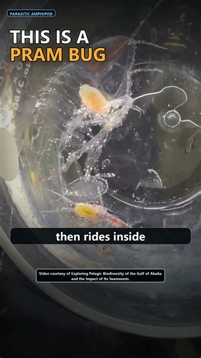 NOAA Says This Creature Inspired Alien