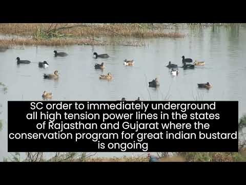 SC ruling on wind parks for protection of Great Indian Bustard #conservation #renewableenergy