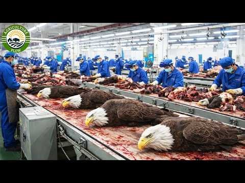How Eagles Are Raised & Managed – Inside a Massive U.S. Eagle Mega Facility