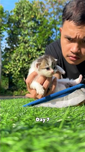 Rescue kitten so cute timelapse 😍 #catvideos #cat #kucing #rescuecat #timelapse